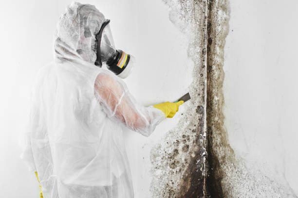 Mold Documentation for Insurance Claims in Rosemont, CA